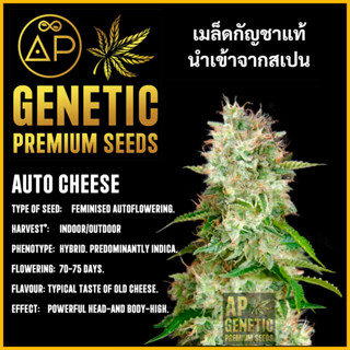 🇪🇸 เมล็ดกัญชา Auto Cheese เมล็ดค่าย AP Genetic นำเข้าจากสเปน เมล็ดกัญ ชา ออโต้ เพศเมีย แท้ 100% ควบคุมคุณภาพอย่างเข้มงวด