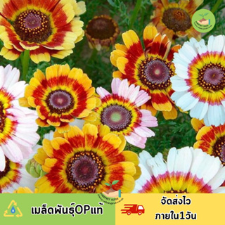 เมล็ดพันธุ์ ดอกเบญจมาศไตรรงค์คละสี300เมล็ด