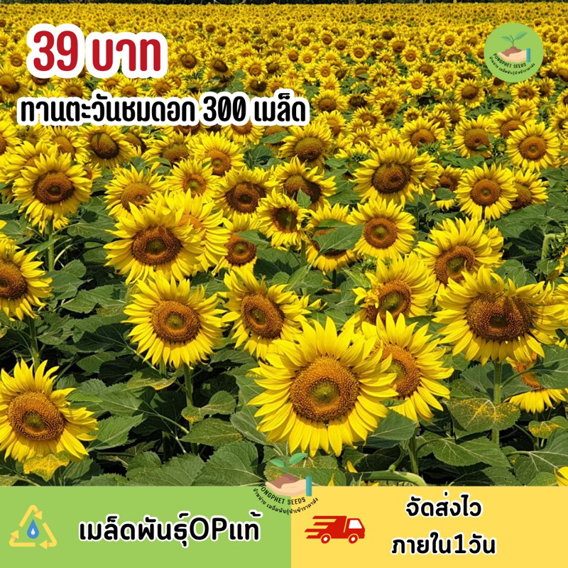 ดอกทานตะวันสูง300-เมล็ด-มีของแถม-ราคาส่งโรงงาน-ถูกที่สุด