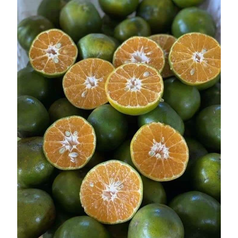 1ต้น-100-120-cm-ต้น-ส้มเขียวหวานพันธุ์บางมด-ส้มเขียวหวานบางมด-ส้มเขียวหวาน-บางมด-กิ่งตอน-ส้มบางมด-กิ่งตอน-พงษ์วริษ