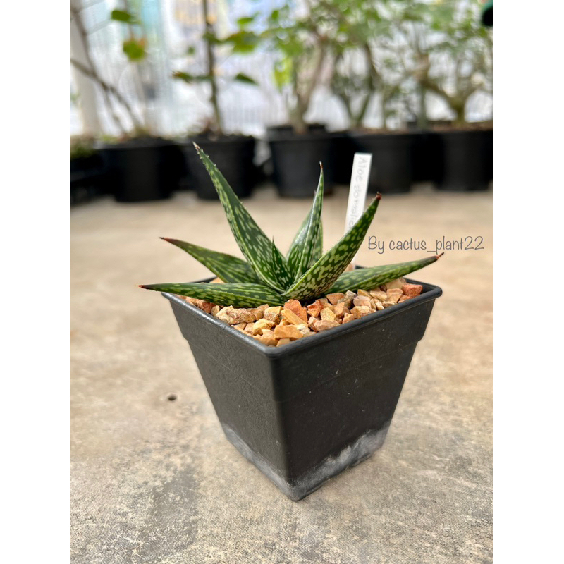 อโร-aloe-somalinsis