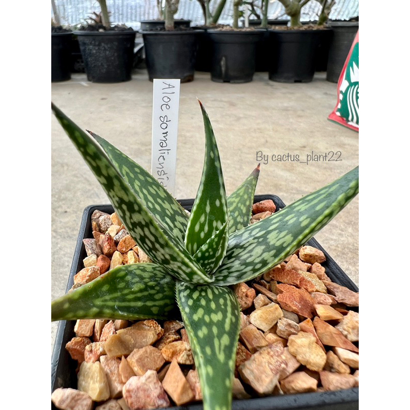 อโร-aloe-somalinsis