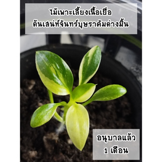 ต้นเสน่ห์จันทร์บุษราคัมมิ้น (Homalomena Rubescens Mint) ไม้เพาะเลี้ยงเนื้อเยื่ออนุบาลแล้ว