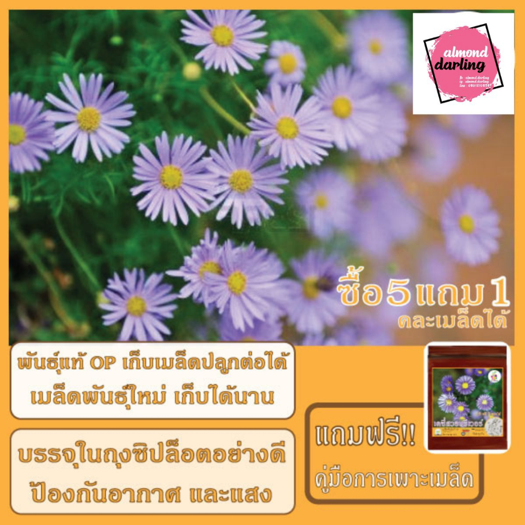 ซื้อ5-แถม1-เมล็ดพันธุ์-ดอกเดซี่สวอนริเวอร์-คละสี-50-เมล็ด-mixed-swan-river-daisy-เมล็ดพันธุ์แท้-ปลูกง่าย-อัตรางอกสูง-เ