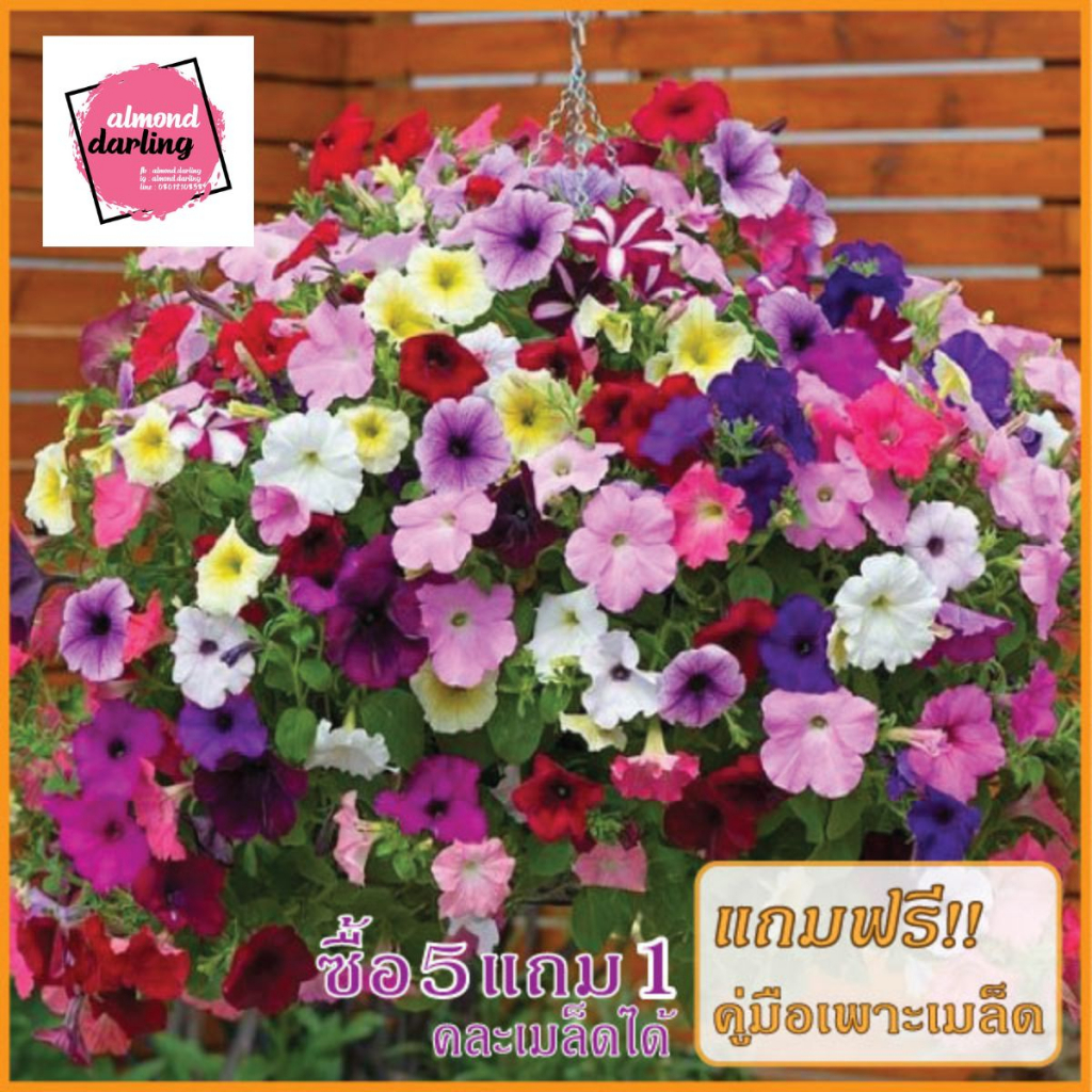 ซื้อ5-แถม1-เมล็ดพันธุ์-ดอกพิทูเนีย-ดอกไม้กินได้-120-เมล็ด-mixed-petunia-flower-seed-เมล็ดพันธุ์แท้-ปลูกง่าย-อัตรางอก