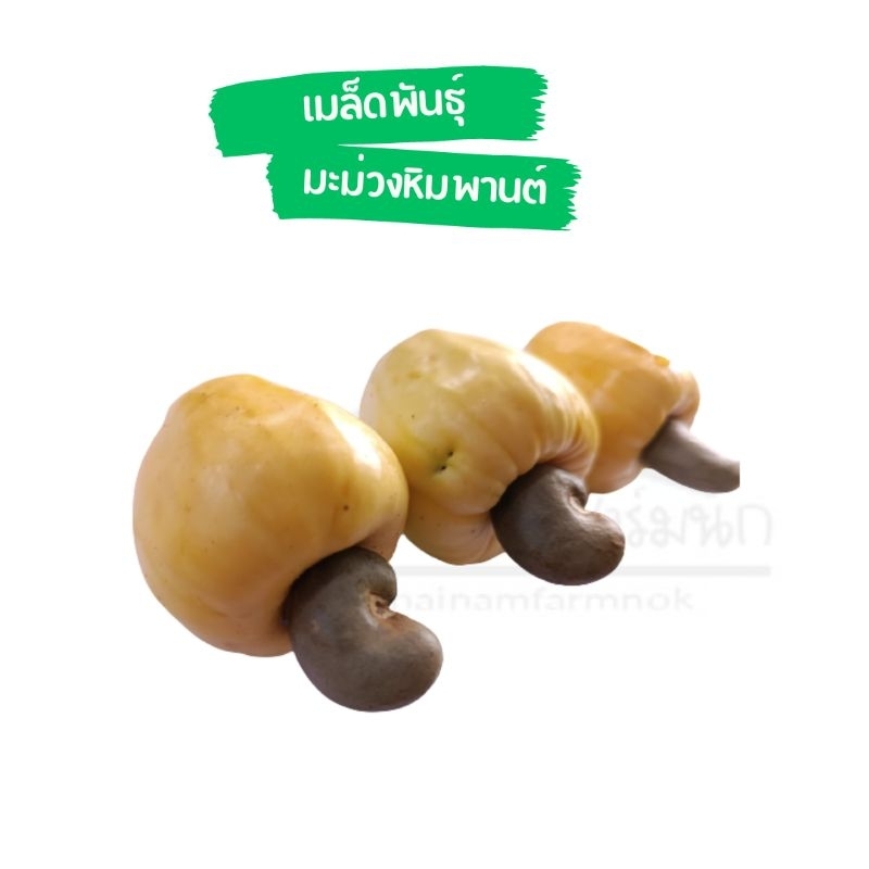 เมล็ดมะม่วงหิมพานต์-ผลสีเหลือง-ชุด20-เมล็ด