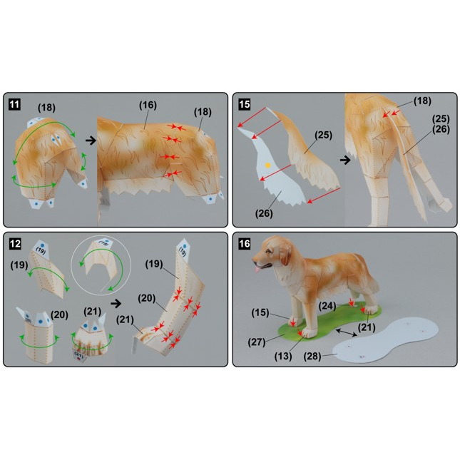 โมเดลกระดาษ-3d-สุนัขพันธุ์โกลเดินริทรีฟเวอร์-กระดาษโฟโต้เนื้อด้าน-กันละอองน้ำ-ขนาด-a4-220g