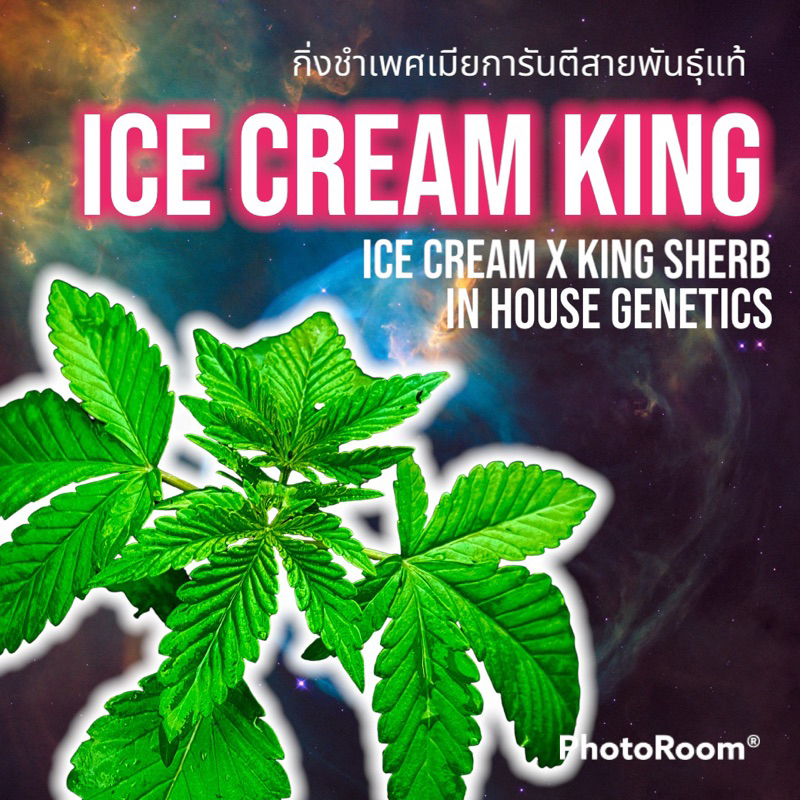 กิ่งชำICE CREAM KING Shopee Thailand