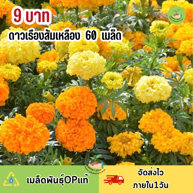 พิเศษ-9-บาท-เมล็ดพันธุ์-ดอกดาวเรือง-ส้ม-กับ-เหลือง-บรรจุ-60-เมล็ด-หลากสี