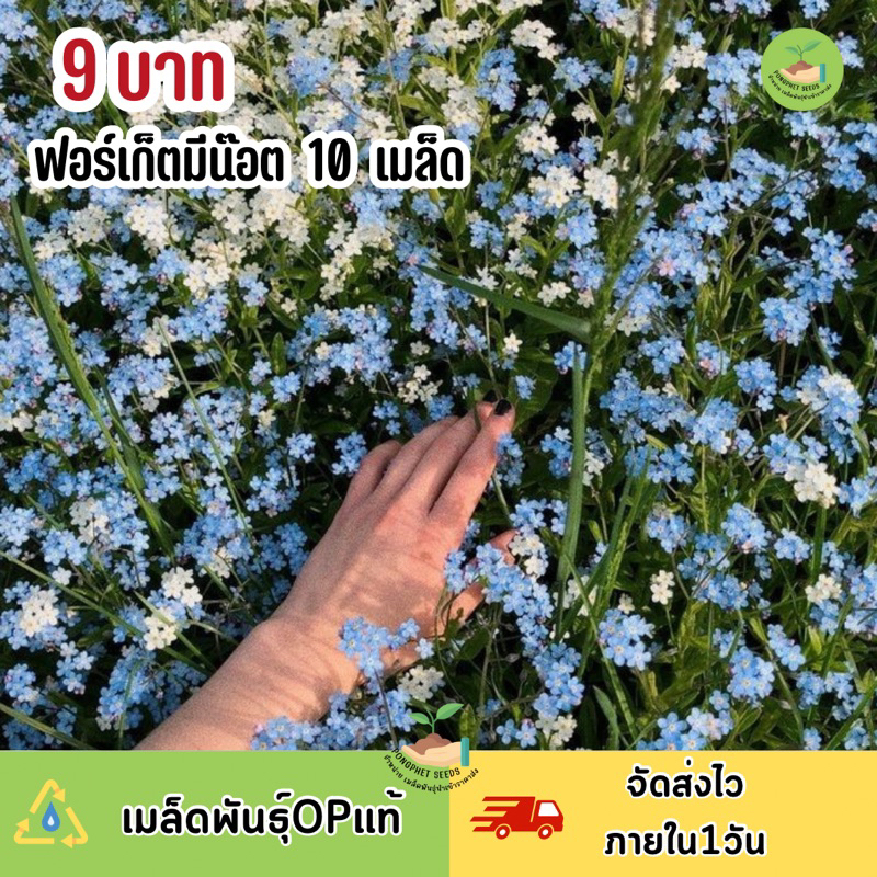 พิเศษ-9-บาท-เมล็ดพันธุ์-ดอกฟอเกตมีนอท-บรรจุ-10-เมล็ด