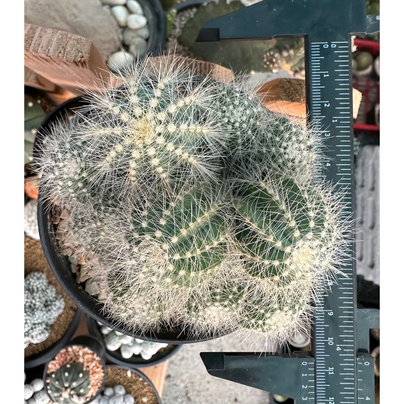 แคคตัสกลีบมะเฟืองฟอร์มกอ-parodia-magnifica-cactus-succulent