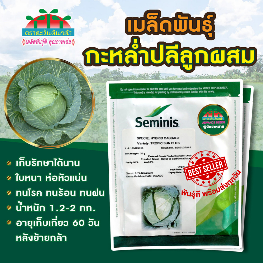 กะหล่ำปลี Tropic Sun Plus 25กรัม Seminis เมล็ดกะหล่ำปลี Cabbage Wonder