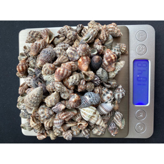 tiny sea conch small clam 100g 30baht