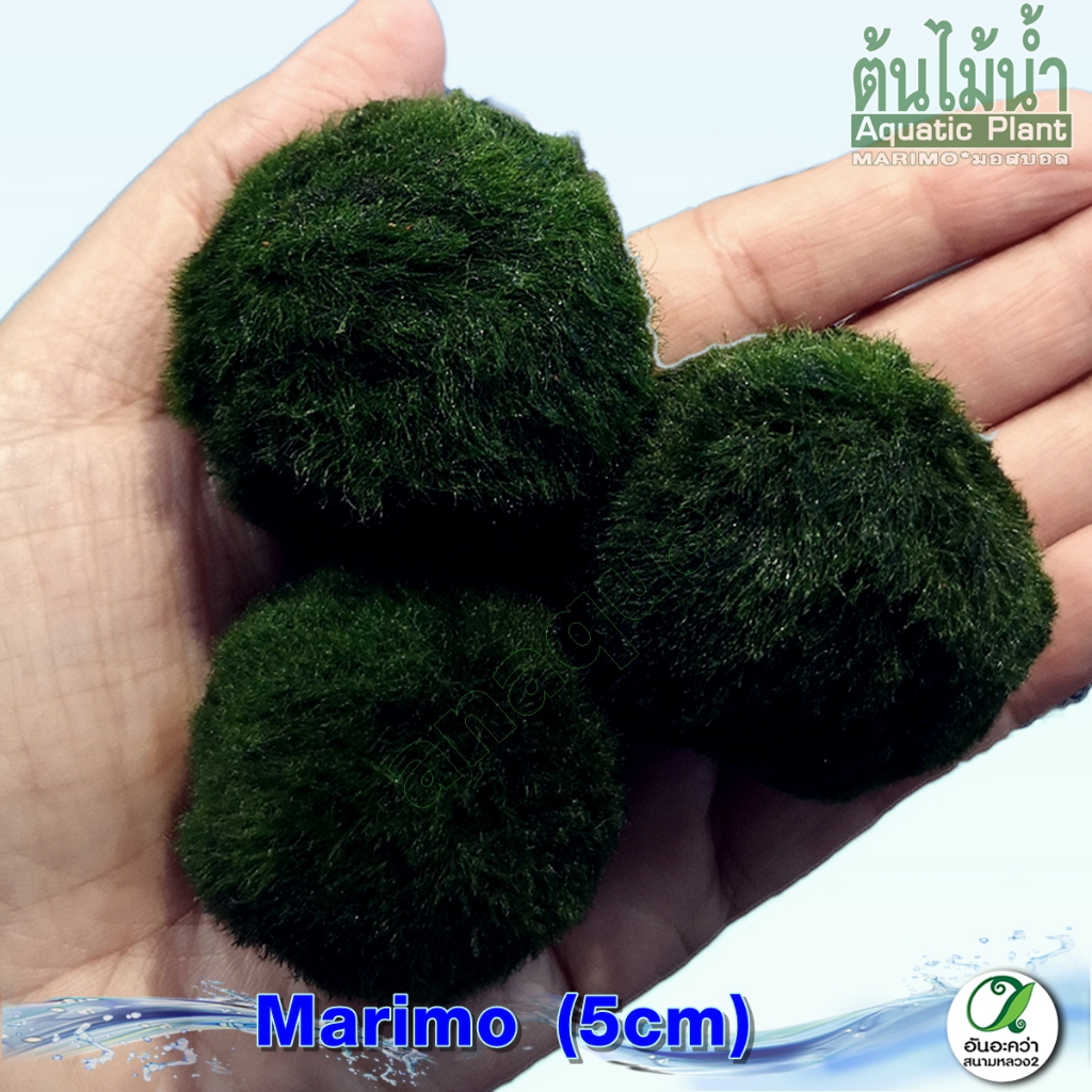 สาหร่ายมาริโมะ-marimo