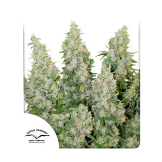 Auto Think Different Dutch passion 7 autoflowering cannabis seeds เมล็ดกัญชา