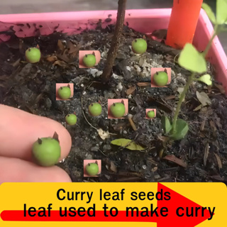 curry leaf seeds เมล็ดใบหอมแขก