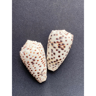 natural rare sea cone shell sesame taro conch zhi ma