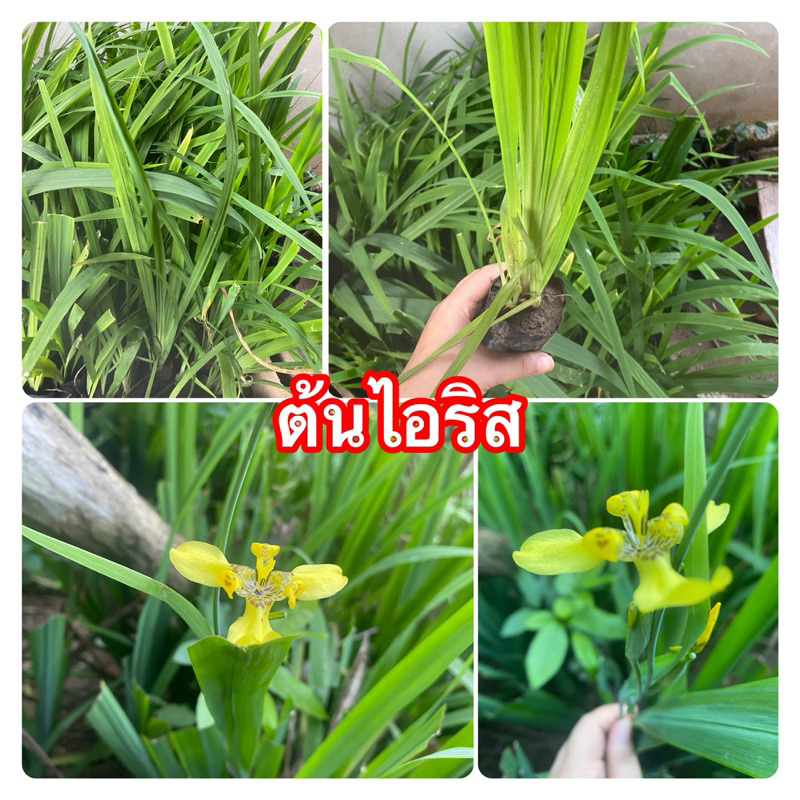 ต้นไอริสดอกสีเหลือง-ชุด5ต้น-ปลูกตามแนวรั้ว-หน้าบ้าน