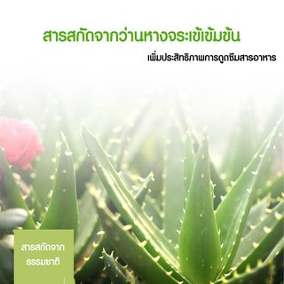 มี-เลขที่จดแจ้ง-aloe-vera-gel-อโลเวร่า-เจล-ผลิตภัณฑ์บำรุงผิว-สารสกัดจากว่านหางจระเข้-99-เนื้อเจล