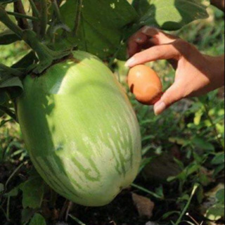 50 เมล็ด เมล็ดพันธุ์ มะเขือเปราะยักษ์ พันธุ์หยกภูพาน Yok Poo Pan Giant Eggplant Seed