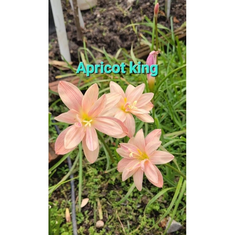 บัวดินดอกซ้อน Apricot king ราคาหัวละ25บาท Shopee Thailand