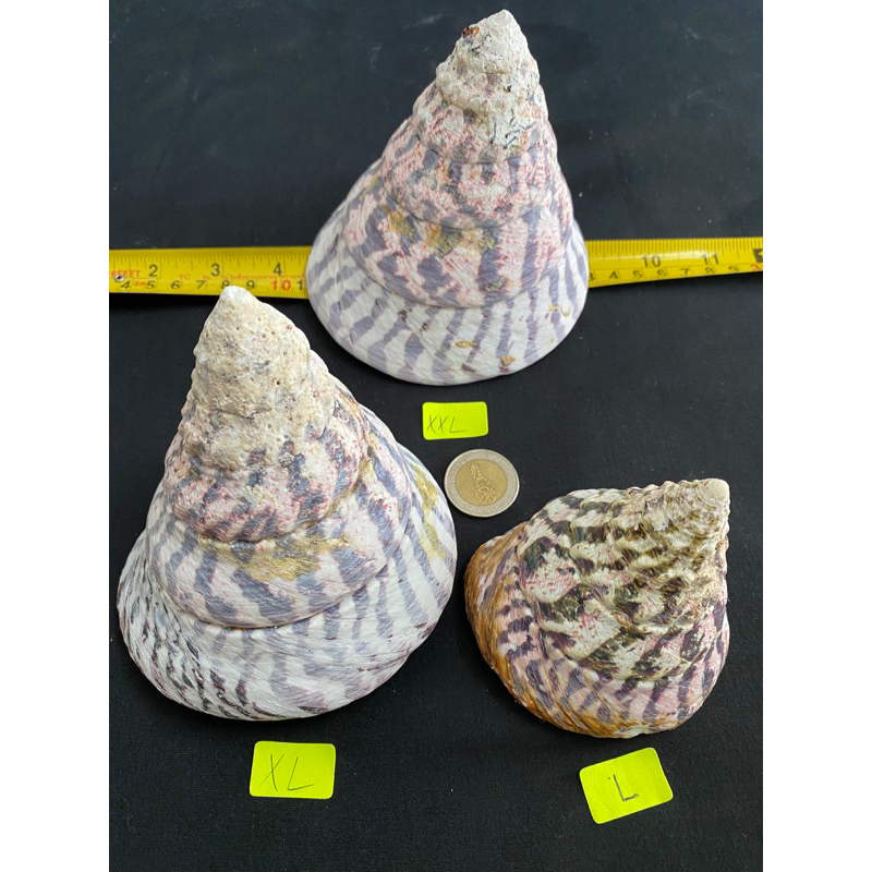 big-top-conch-specimens-shellหอยสังข์ใหญ่-9-13cm