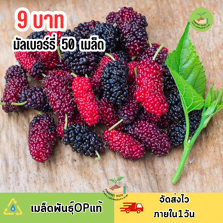 9 บาท เมล็ดพันธุ์ มัลเบอร์รี่ บรรจุ 50 เมล็ด