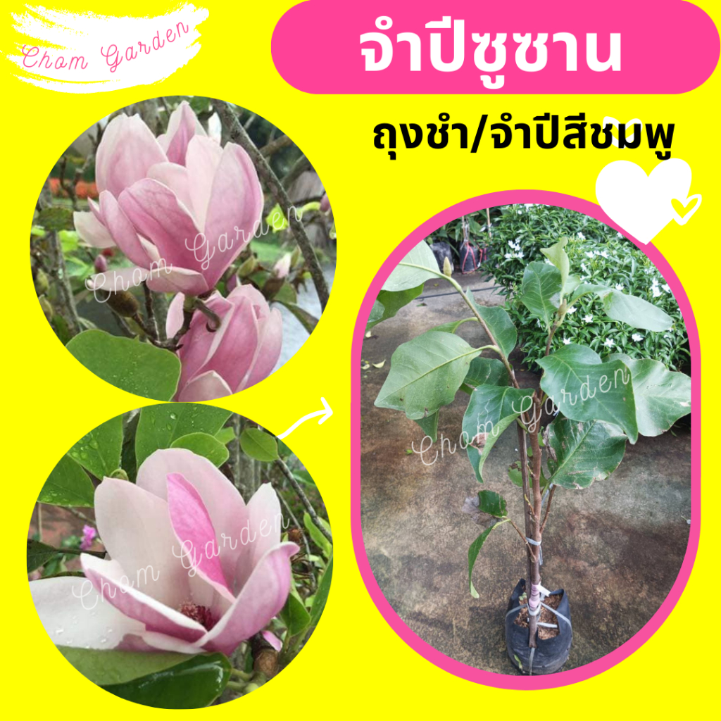 ต้นจำปี-จำปีซูซาน-จำปีสีชมพู