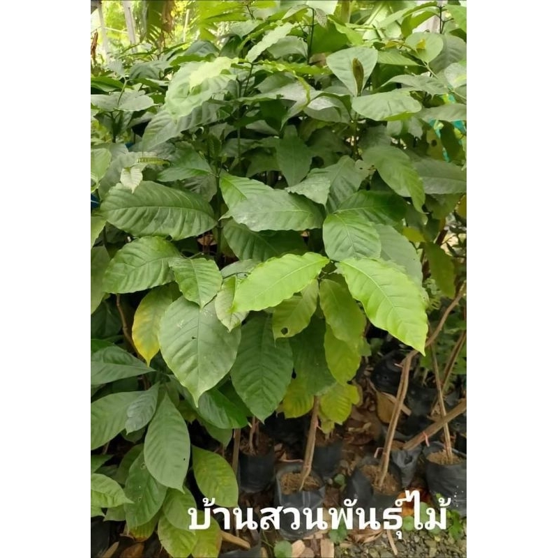 ต้นกาแฟโรบัสต้า-ต้นขนาด-70-90-ซม