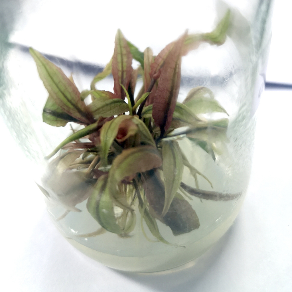 cryptocoryne-flamingo-คริปฟามิงโก้