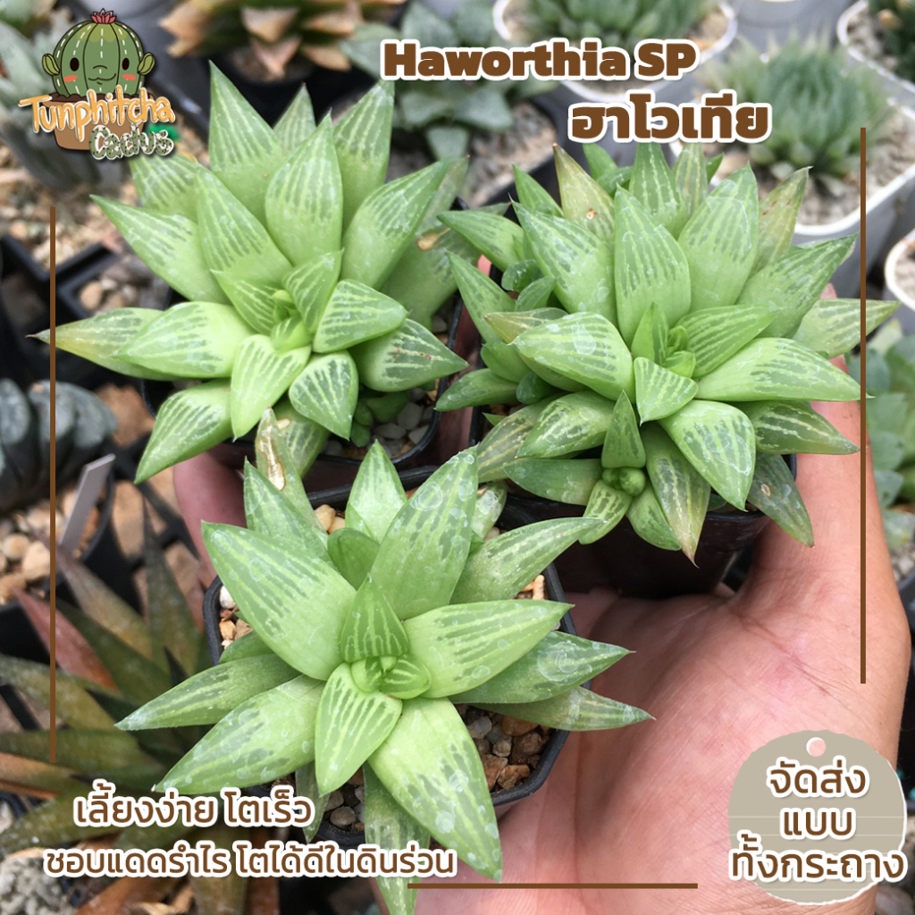 ฮาโวเทีย-haworthia-ราคาพิเศษ-a-ส่งทั้งกระถาง