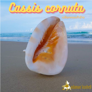 Andaman seashell เปลือกหอย หอยเท้าช้าง (Cassis cornuta)