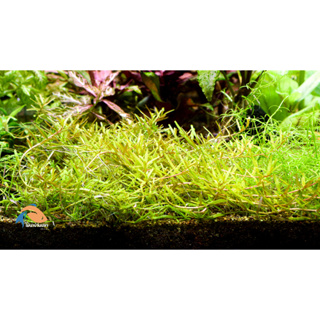 โรทาล่าโกลเด้น  Rotala yellow green / golden (NEW)