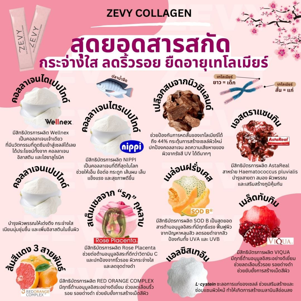 zevy-collagen-ซีวีย-คอลลาเจน-เพิ่มความยาวเทโลเมียร์-กระจ่างใสนุ่มลื่นภายใน-14-วัน