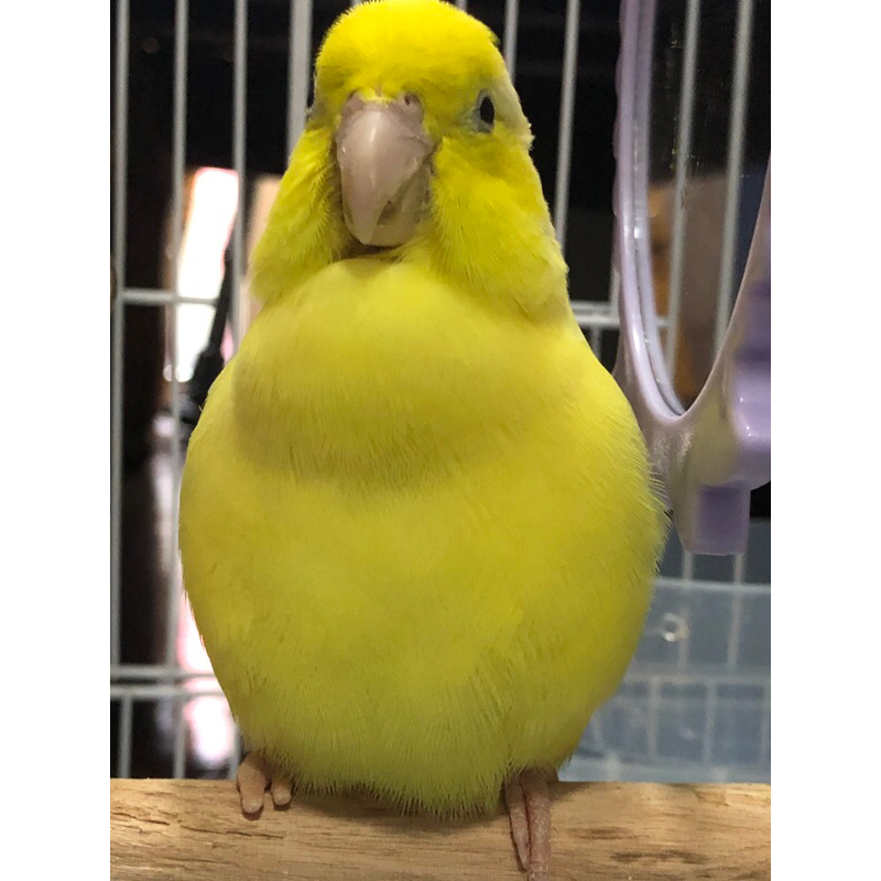 อาหารนก RIO Parrots na | Shopee Thailand