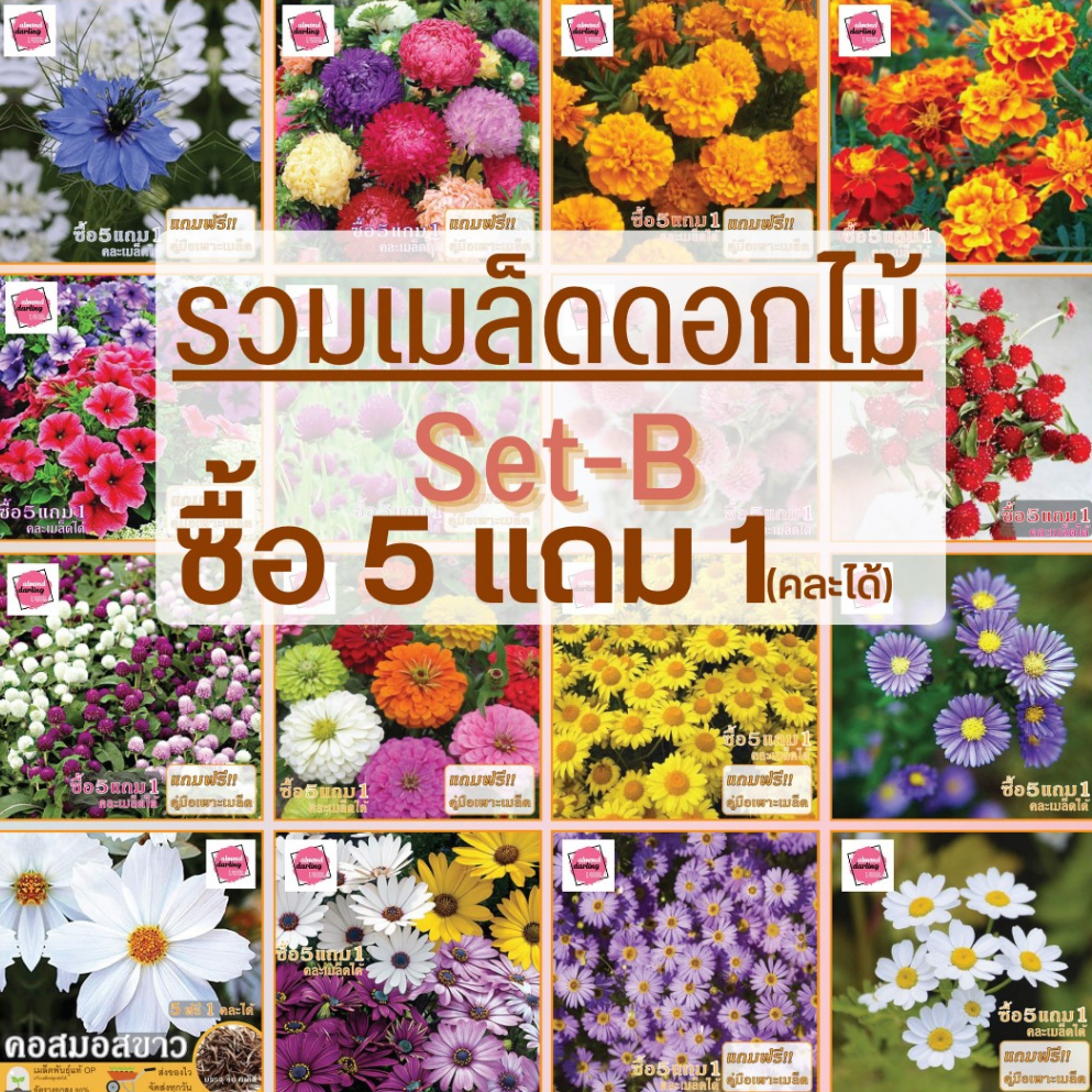 ชุด2-รวมเมล็ดพันธุ์ดอกไม้-ซื้อ-5-แถม-1-หลายชนิด-ดอกสวย-แข็งแรง-ปลูกง่าย-โตไว-ราคาถูก-อัตรางอกสูง-ส่งทุกวัน-ล็อตใหม่ทุกออ