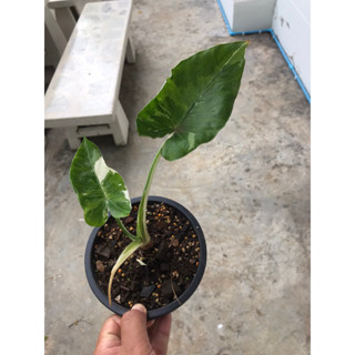 บอน โอกินาวา 📌 Alocasia Okinawa Silver 📌ได้สินค้าตามรูป📌อ่านรายละเอียดก่อนสั่งซื้อ