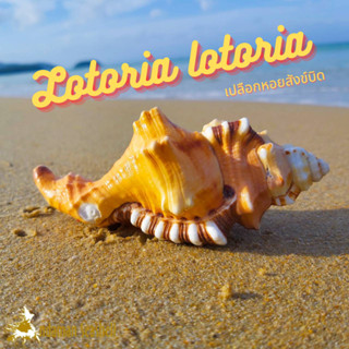 Andaman seashell เปลือกหอย เปลือกหอยสังข์บิด (Lotoria lotoria)