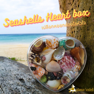 Andaman seashell  เปลือกหอยกล่องใส หัวใจ