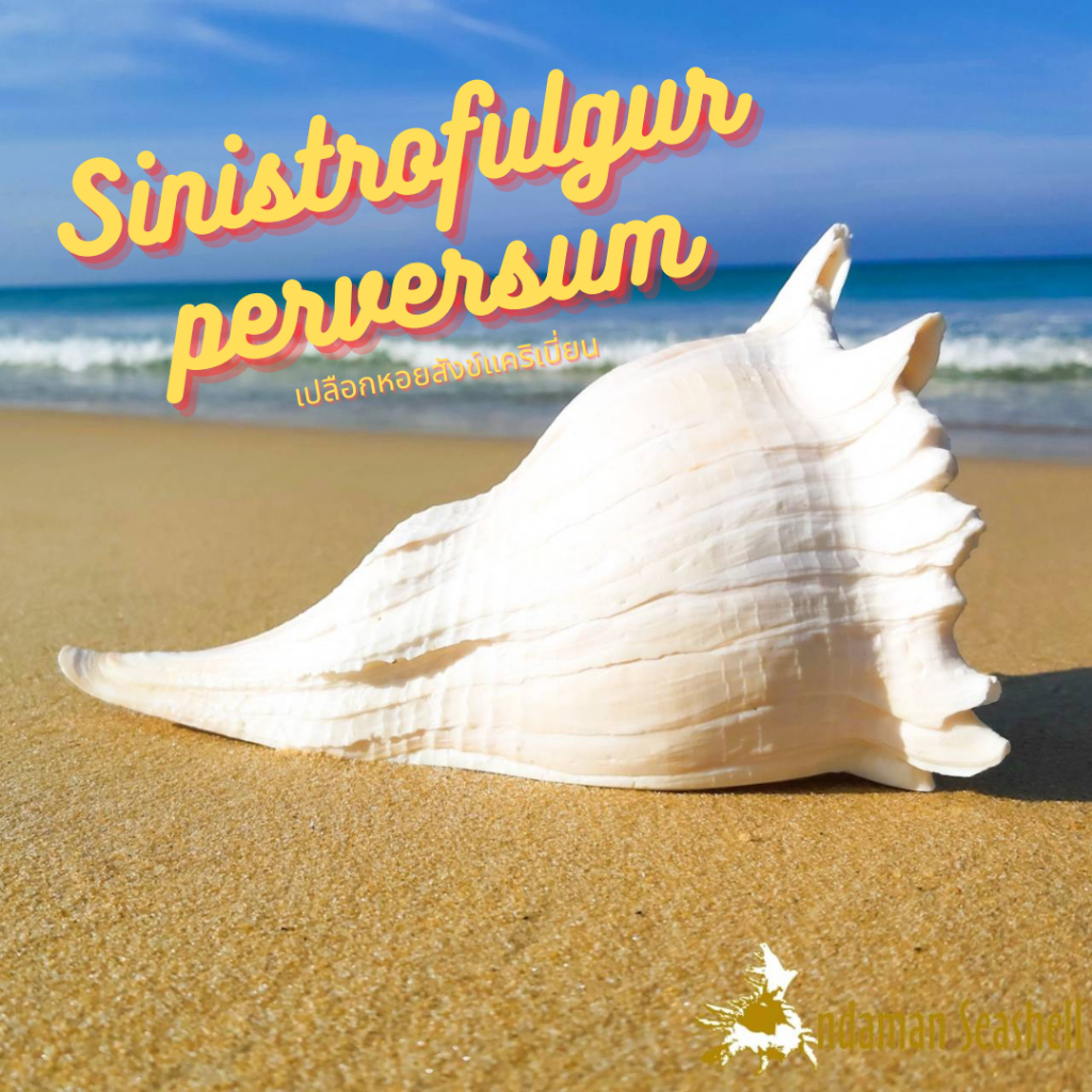 andaman-seashell-เปลือกหอย-หอยสังข์แคริเบี่ยน-sinistrofulgur-perversum