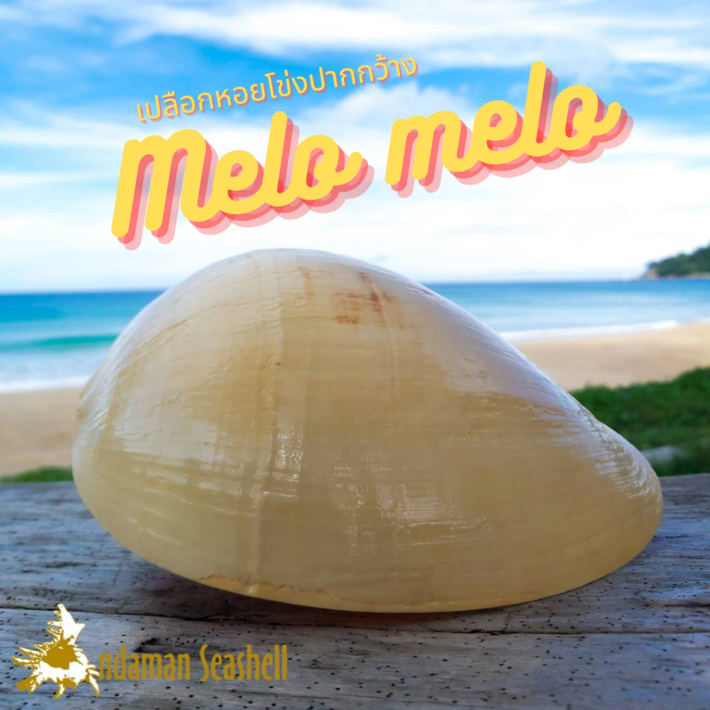 andaman-seashell-เปลือกหอย-หอยโข่งปากกว้าง-melo-melo