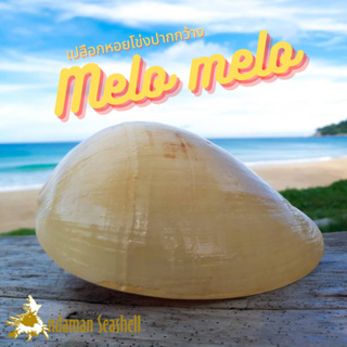 Andaman seashell เปลือกหอย หอยโข่งปากกว้าง (Melo melo)