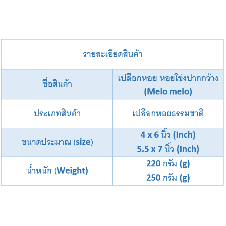 andaman-seashell-เปลือกหอย-หอยโข่งปากกว้าง-melo-melo