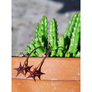 stapelia parvula ดาวจิ๋วน่ารัก ***กิ่งสด3กิ่ง***