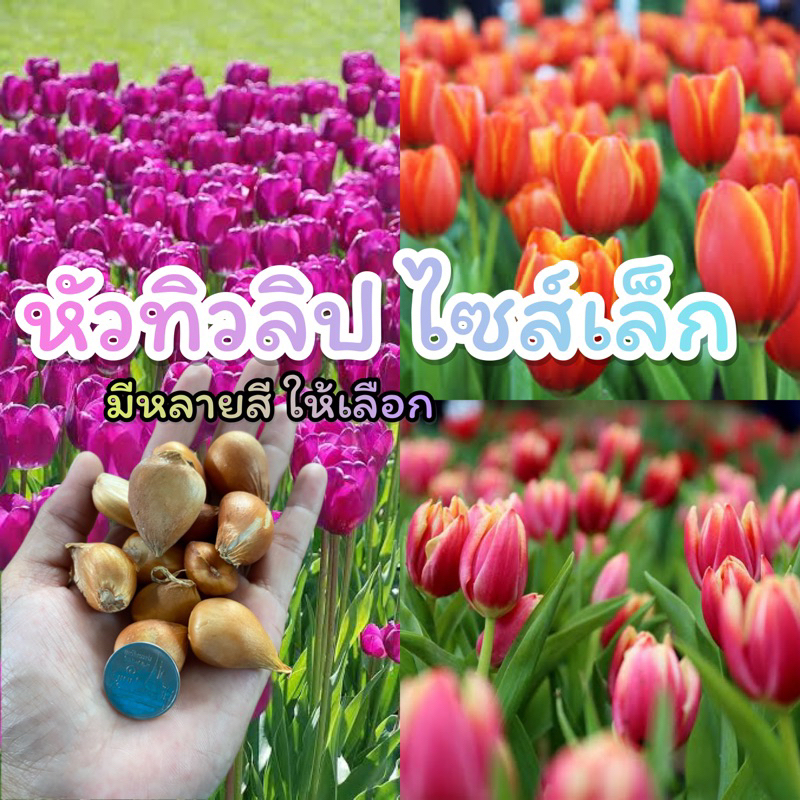 หัวทิวลิป-tulip-สำหรับปลูก-มีหลายสี-ให้เลือก-นำเข้าจากสวนต่างประเทศ