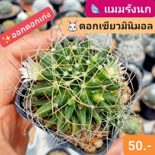 🐦🌼แมมรังนก ดอกสีเขียวมินิมอล ออกดอกเก่ง เลี้ยงง่าย🌵 แคคตัส กระบองเพชร