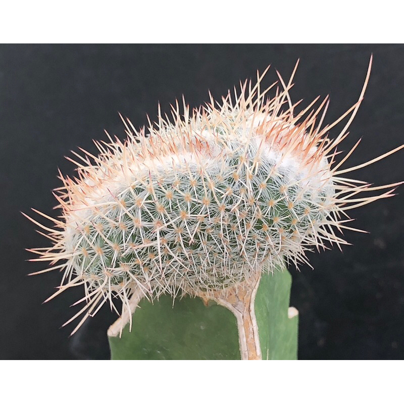 พร้อมส่ง-แคคตัส-เข็มเงินคริส-mammillaria-geminispina-f-cristata-cactus-ไม้กราฟ-จำนวน-1-ต้น