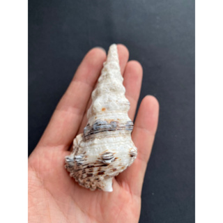 หอสังข์ Long Tower Conch shell