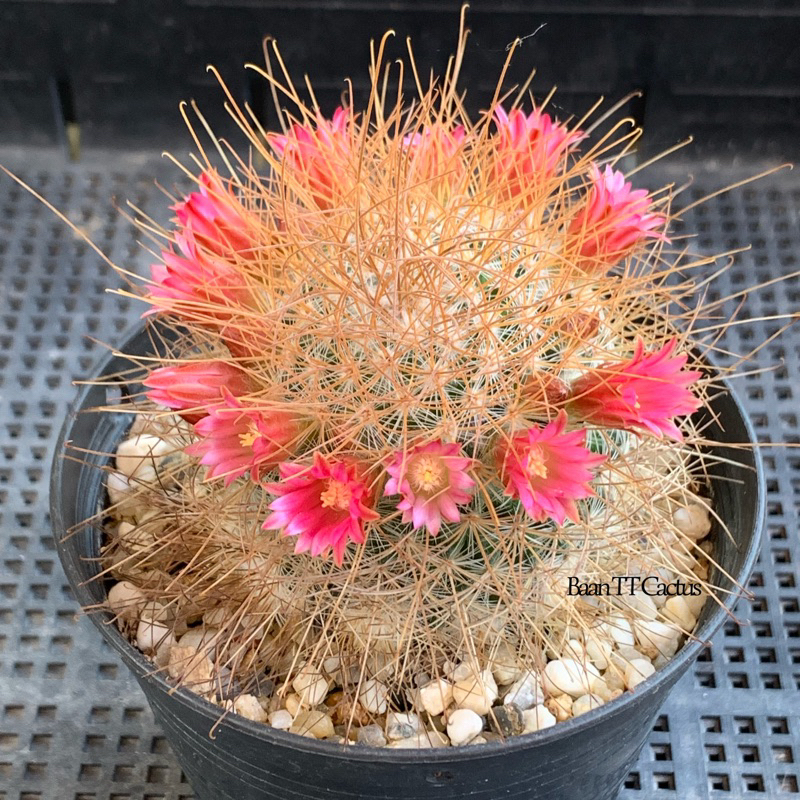 แมม-เรคอย-เลบทาแคนทา-mammillaria-leptacaantha