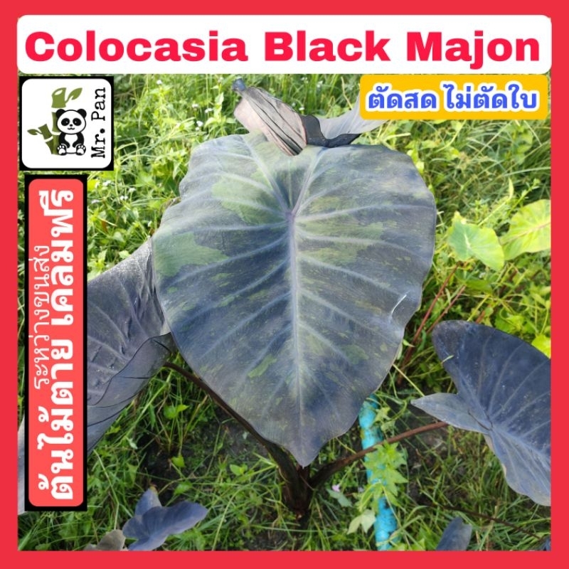 colocasia-black-majon-ตัดสด-ไม่ตัดใบ-โคโลตาเซีย-เเบล็คเมจ้อน-hybrid-black-magic-x-lemon-lime